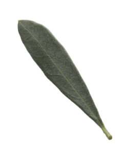 Ramo olive