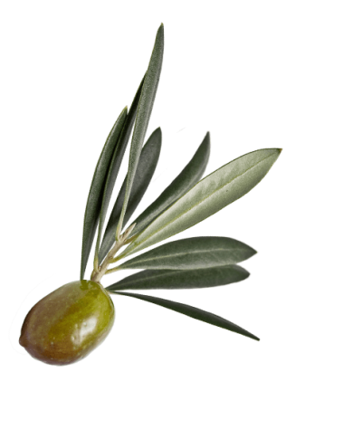 Ramo olive