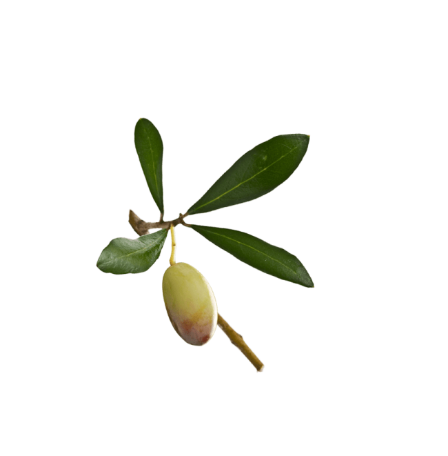 Ramo olive