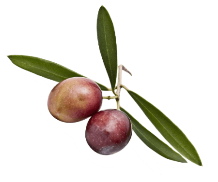 Ramo olive