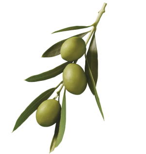 Ramo olive