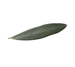 Ramo olive