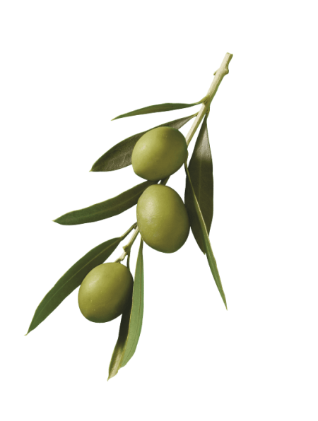 Ramo olive